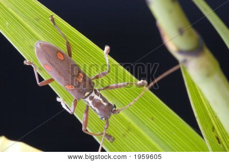 Longhorn Bille (Batocera Sp.)