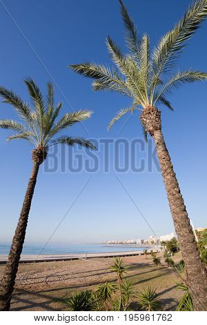 Two Palm Trees In Beach Of Benicassim