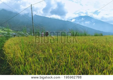 Thimphu Bhutan - September 15 2016: Rice field near Thimphu Bhutan Asia