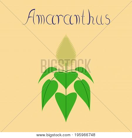 flat illustration on stylish background herb amaranthus