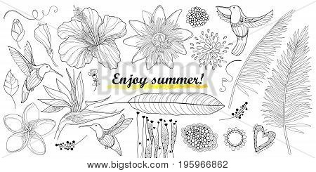 Vector set with outline Hummingbird or Colibri and tropical flowers isolated on white. Strelitzia, hibiscus, plumeria, passiflora and palm leaf in contour for enjoy summer design and coloring page.