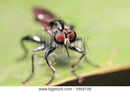 Predatorfly nærbillede på et blad