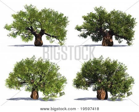 Vysokým rozlišením starý baobab stromy izolovaných na bílém v létě