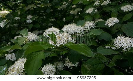 A huge bush spirea in all its glory. Blooming spirea beauty