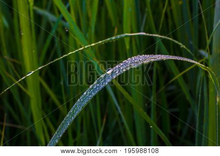 A drop of morning dew on the lush green grass. Macro.