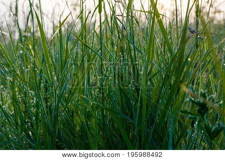 A drop of morning dew on lush green grass.