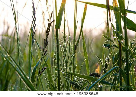 A drop of morning dew on lush green grass.
