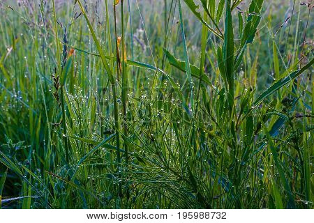 A drop of morning dew on lush green grass.