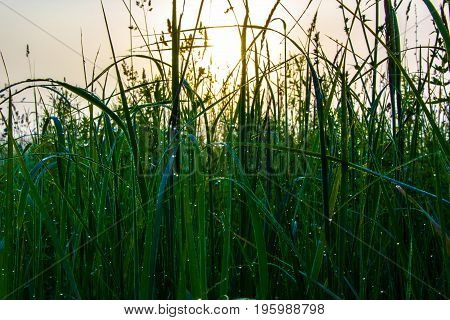 A drop of morning dew on lush green grass.