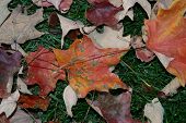 Fall Leaves 2