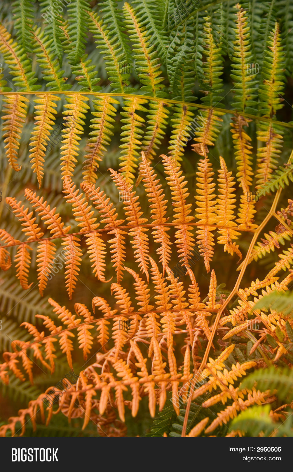 Autumn Fern Frond Image & Photo (Free Trial) Bigstock
