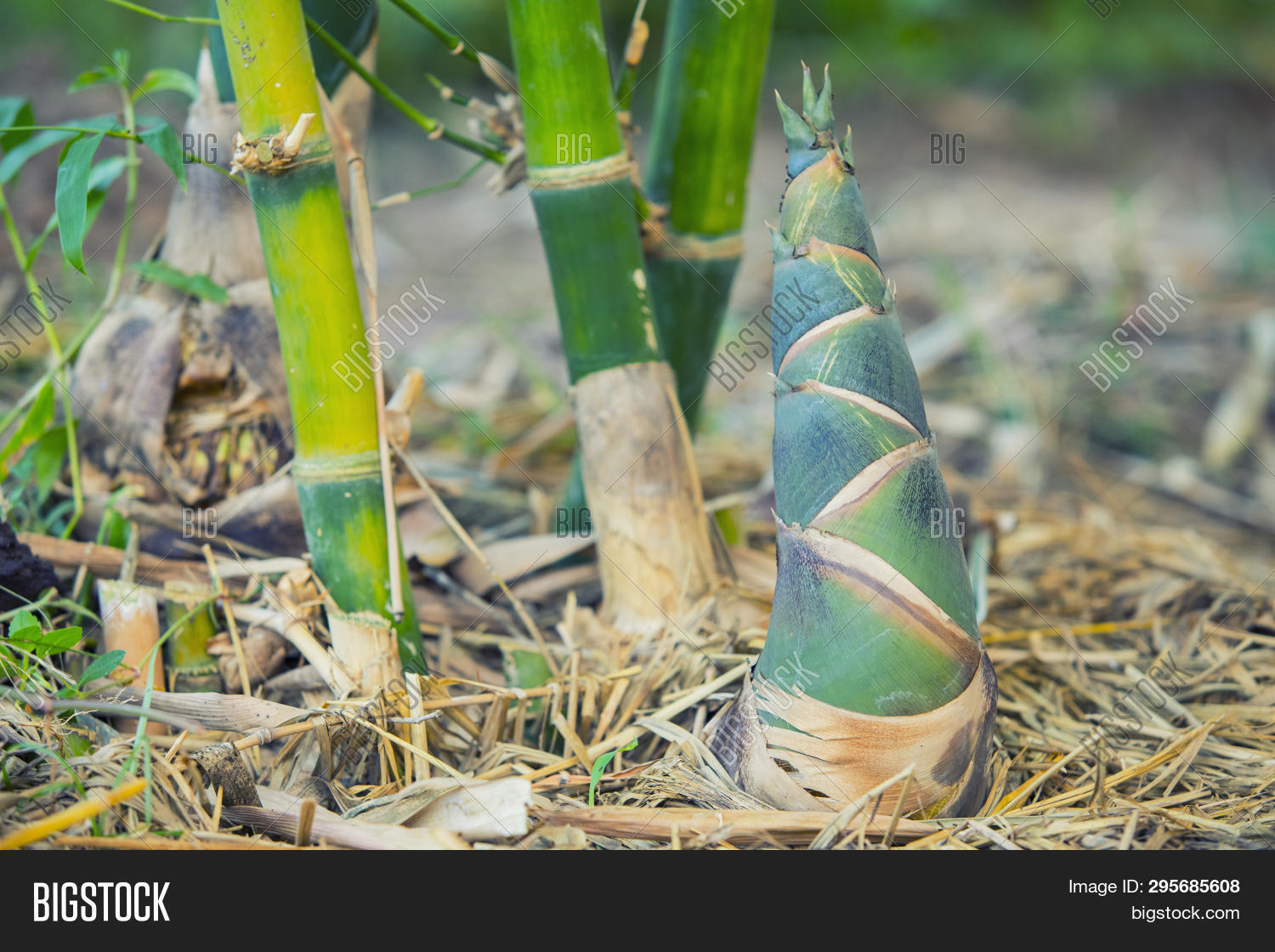 Bamboo Shoot, Bamboo Image & Photo (Free Trial) Bigstock