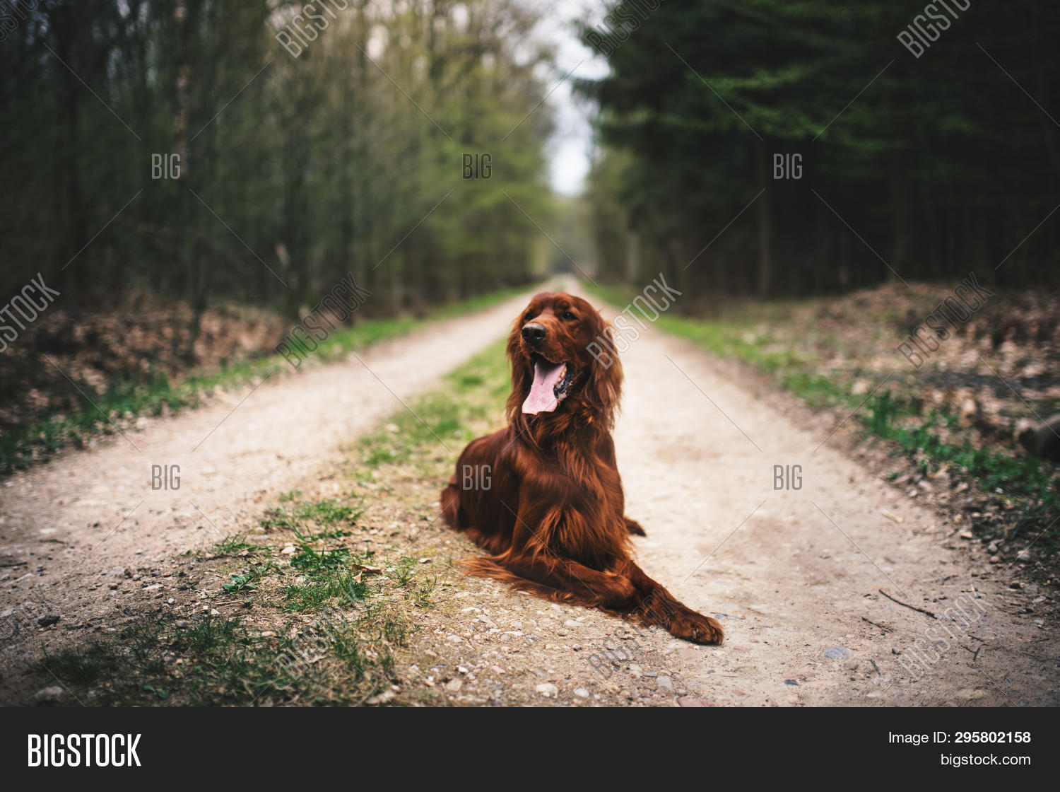 young irish setter
