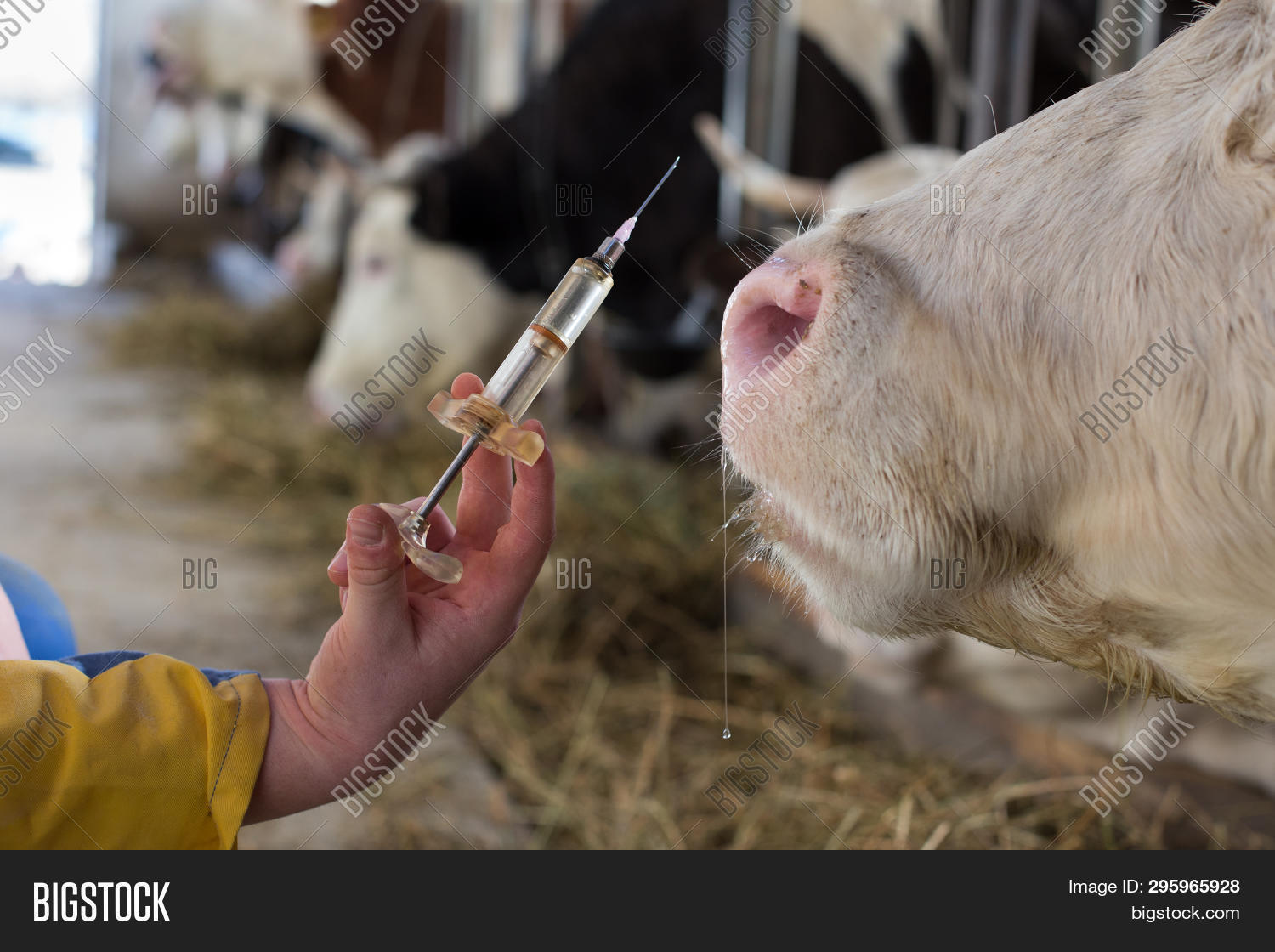 Veterinarian Injection Image & Photo (Free Trial) Bigstock