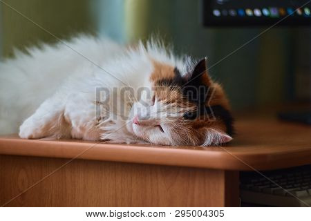 Tricolor Cat Lying On A Computer Desk