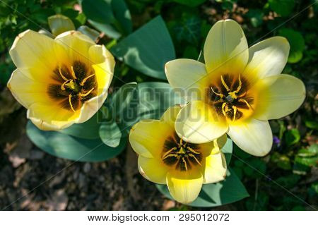 Beautiful White And Yellow Tulips With Green Leaves, Blurred Background In Tulips Field Or In The Ga