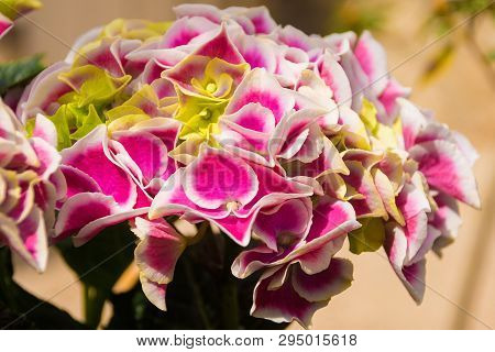 Pink harlequin hydrangea flowers growing in north east Italy
