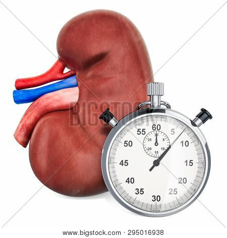 Human Kidney With Stopwatch. First Aid And Treatment Of Kidneys Concept, 3d Rendering Isolated On Wh