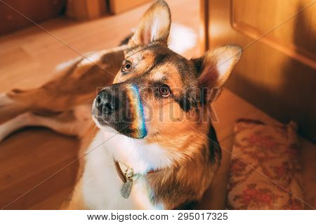 Reflection Of A Multi-colored Rainbow On The Face Of A Dog. Mixed-breed Dog Lying On Floor Indoor.