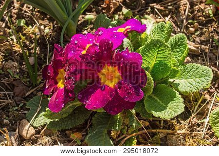 Pink Primulas Growing In Spring North East Italy. They Are Of The Common Primula Vulgaris Variety, A