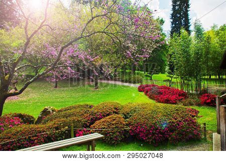 Rhododendron   Blossom  And  Topiary  Art  In Maulivrier Japanese
