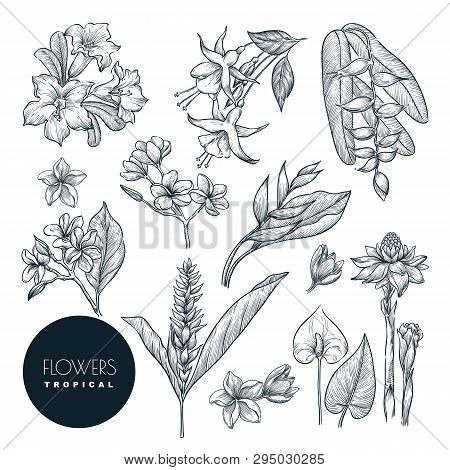 Tropical Exotic Flowers Set, Isolated On White Background. Vector Sketch Illustration. Hand Drawn Tr