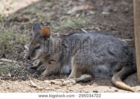 The Tammar Wallaby Is Resting In The Shade