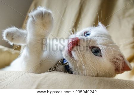 Cute white cat portrait