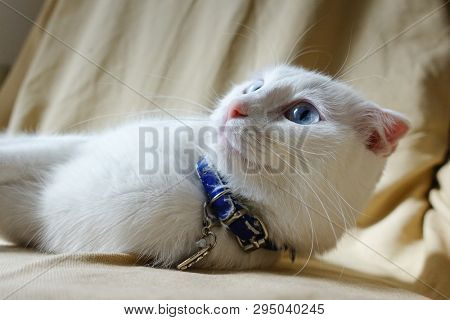 Cute white cat portrait