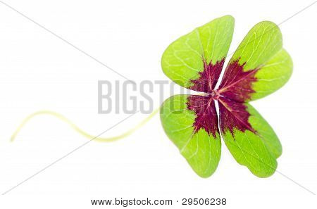 Fourleaved Cloverleaf s Stern