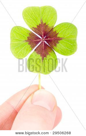 Fourleaved Cloverleaf mezi dvěma prsty