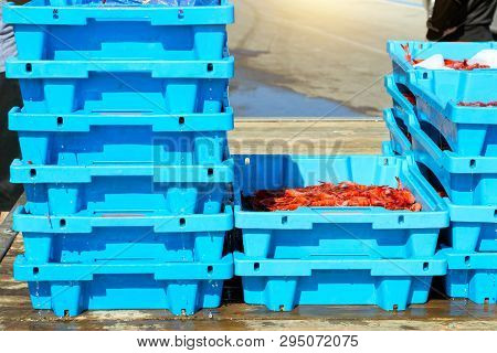 Blue Plastic Containers, Catch Of Sea Royal Shrimp