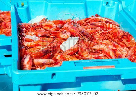 Blue Plastic Containers, Catch Of Sea Royal Shrimp