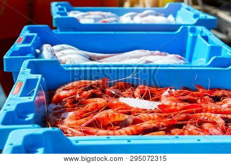 Blue Plastic Containers, Catch Of Sea Royal Shrimp