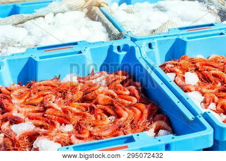 Blue Plastic Containers, Catch Of Sea Royal Shrimp