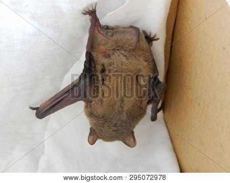 Cute Bat Pipistrellus Kuhlii  Warms Up After A 4-month Wintering In The Fridge. Love Animals Concept