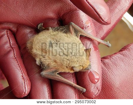 Watering The Cute Pipistrellus Kuhlii Bat After 4 Months Of Wintering In The Fridge On Female Hands 