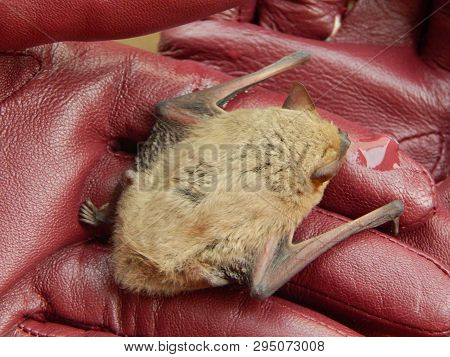 Watering The Cute Pipistrellus Kuhlii Bat After 4 Months Of Wintering In The Fridge On Female Hands 