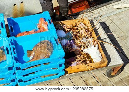 Catch Sea Lobster, Redfish And Monkfish, Blanes