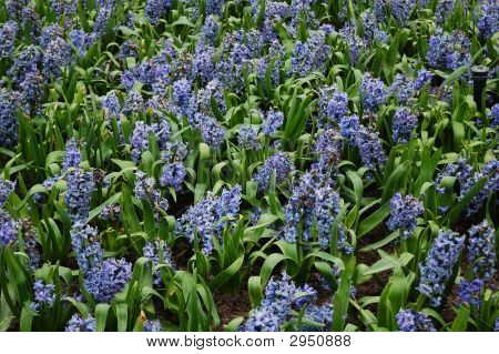 Bereich der schönen wild blau blumen