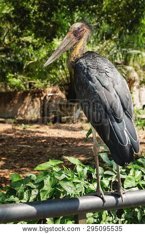 Lesser Adjutant Stork In Chai Nat Bird Zoo, Thailand.