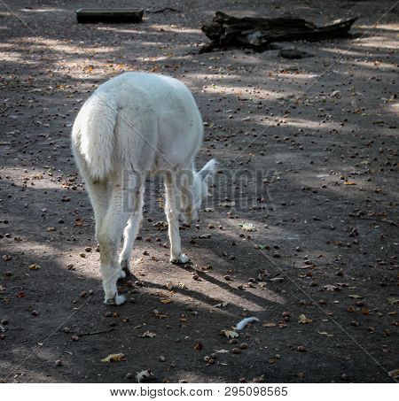 A Close Up Of A Llama Or Alpaca