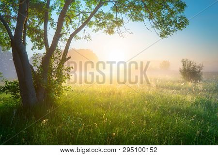 Spring Or Summer Landscape. Green Nature Concept. Nature Background. Morning With Mist Over Green Fi