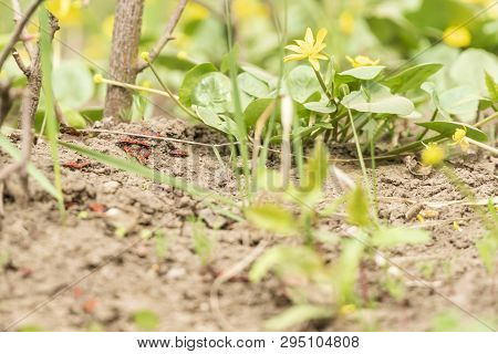 Group Of Red Bugs Of Soldiers Run On The Ground Near Green Leaves