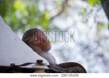 The Rhesus Macaque Monkey Sleeping Under The Tree