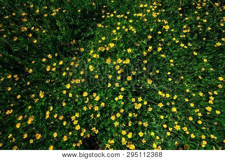 Yellow Buttercup At The Meadow, Topside View, Wide-angle Lens