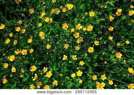 Yellow Buttercup At The Meadow, Topside View, Wide-angle Lens