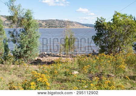 Nature Landscape Of Lake, Dam With Eucalyptus Trees On Sunny Day