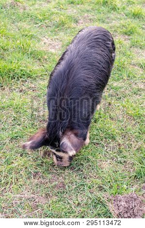 Pig Feeding On Grassy Field In Scotland