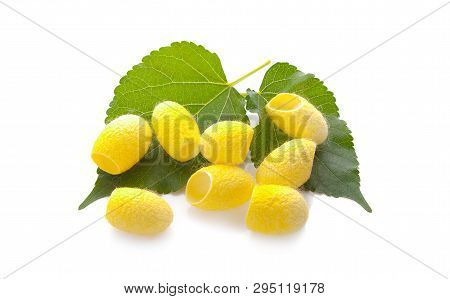 Yellow Thai Silkworm Cocoons Pile Isolated On White Background.